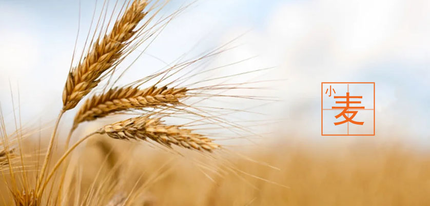 D6智能石墨消解儀處理小麥、玉米、糙米消解方案